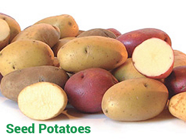 Seed Potatoes Seed Potatoes